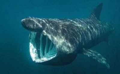 Basking Shark Interesting Facts and Information with Pictures