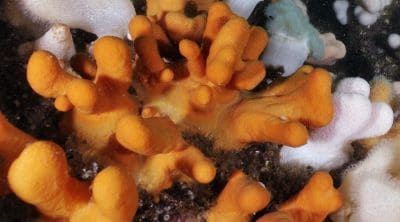 Dead Man's Fingers Soft Coral Facts and Information