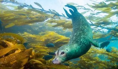 Northumberland Dive Sites: Best Diving in North East England