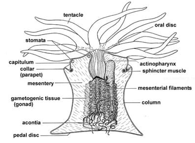 Sea Anemone Anatomy Facts and Information
